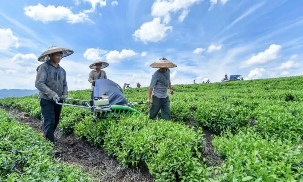 茶葉農(nóng)產(chǎn)品品牌全案策劃